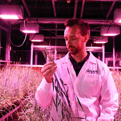 Dr Lee Hickey in the speed crop breeding lab 